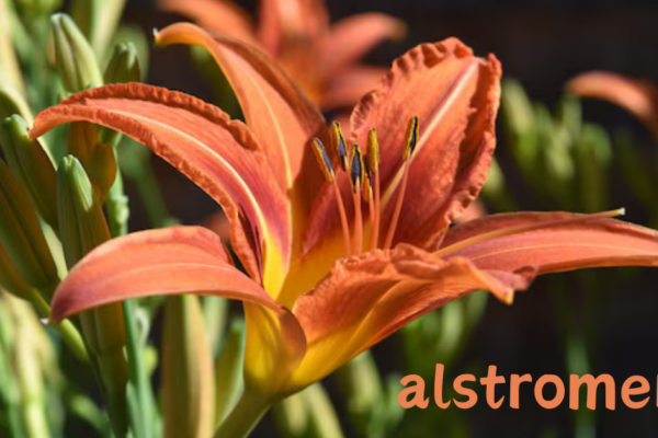 alstromeria