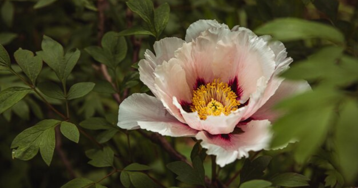 Paeonia Lactiflora